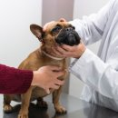 동물병원 돌봄 이미지