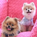 마마노코코로 이미지