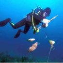 잠수법률 - 스쿠버다이빙 수산자원 관리법 이미지