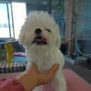 이쁘개 해줄개 네이버블로그