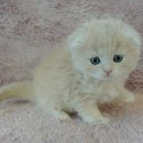 강남고양이분양 러브앤캣 이미지