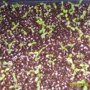 파파야1 이미지