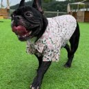 오늘은 특별하개 이미지