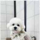 예쁘개 | 애견간식 강아지를 위한 최고의 힐링, 오늘도예쁘개 후기