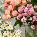 송원플라워 이미지