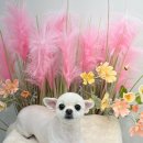 폼#반려견미용실 이미지