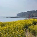 제주 서귀포 중문 유채꽃 명소 - 카페 루시아 (내돈내산 솔직 후기)