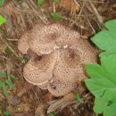 자연산약초 이미지