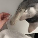 동읍583 | 창원 감계 데시앙 임장 후기 / 창원 지개남산도로 개통 / 창원 감계 힐스테이트4차 / 창원 감계 푸르지오