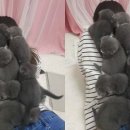 공부하는고양이