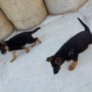 똥강아지 이미지