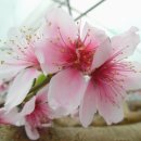 도화 농장 이미지