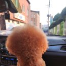 쭈펫살롱 이미지