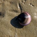 【가무락조개, 가무래기 'Cyclina sinensis’】 "백합과의 조개 '모시조개, 재첩" 이미지