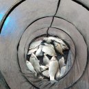 연론낚시터 이미지