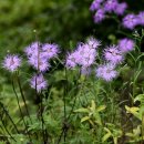 패랭이공원 이미지