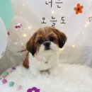 늘이쁘개 이미지