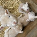 양평목장 | [양평] 양떼목장 체험 ㅣ아이랑 가기 좋은 l 솔직후기ㅣ나들이추천ㅣ힐링코스 l 양평 양떼목장 후기 🐑