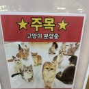 캣플헤븐 천안불당점 | 캣플헤븐 천안불당점 재방문 내돈내산 솔직후기