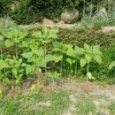 해바라기어린이집마당 이미지