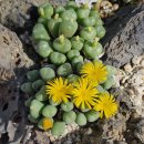 함평 함평엑스포공원 **국향대전 25.10.24~11.09** (25.10.27) 이미지