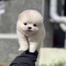 (주)포비 이미지