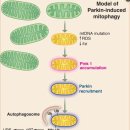 Mitochondrial Fission, Fusion, and Stress 이미지