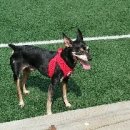 콩양