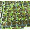 서당농장 이미지