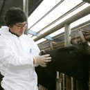 제주 흑우 이미지