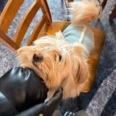 꽃꽃이(플라워테라피) | 청주 산남동 감각적인 꽃집 추천 화나비 더 플라워 스튜디오 -5번째 방문 후기