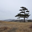 소나무목장 이미지