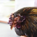 계두농장 이미지