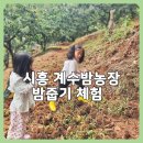 장화농장 | 시흥 계수밤농장 밤줍기 2025 오픈일 예약방법 준비물 꿀팁 총정리