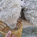 양아목장 이미지