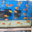 거성유리 수족관 이미지