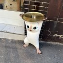 강릉베스트샵 | 강릉여행 중 발견한 감성 강릉소품샵 냥냥강릉 후기