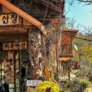 산속애견 이미지