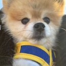 호두데이 이미지