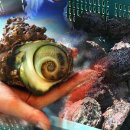 바다빌리지 관광펜션 이미지