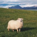 복순이네 이미지