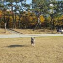 삐삐펫살롱 이미지