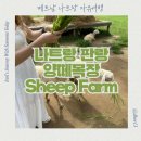 하나목장 | 베트남 나트랑 자유여행 판랑 양떼목장 위치 입장료 후기 (Fairy Stream Sheep Farm) 와 마이리얼트립...