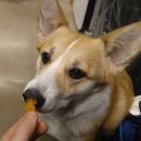 통기타(목요) 이미지