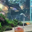 월드아쿠아 | [서울/잠실] 아쿠아가든카페 롯데월드몰점 후기 | 아기와 가기 좋은 곳, 아쿠아카페