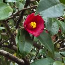 호산나 디오션 남해 이미지