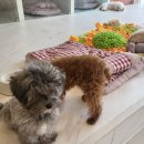 에르멍스 이미지