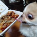 사람 음식에 욕심내는 치와와와 사는 견주 이미지
