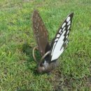 함평엘리체CC 이미지