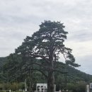 보은대추닭강정속리산점